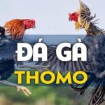 Cách chơi đá gà Thomo chi tiết cho tân thủ